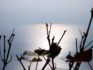 Vigne du Lavaux en novembre avec vue sur le lac Lman